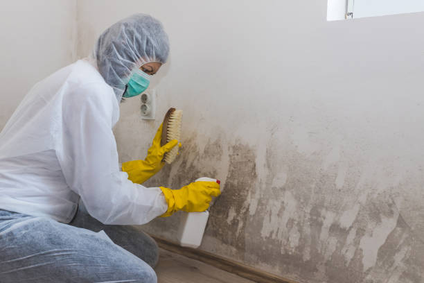 Mold Removal Process in Utica, IN