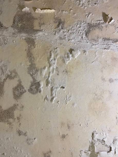 Best Attic Mold Removal  in Utica, IN
