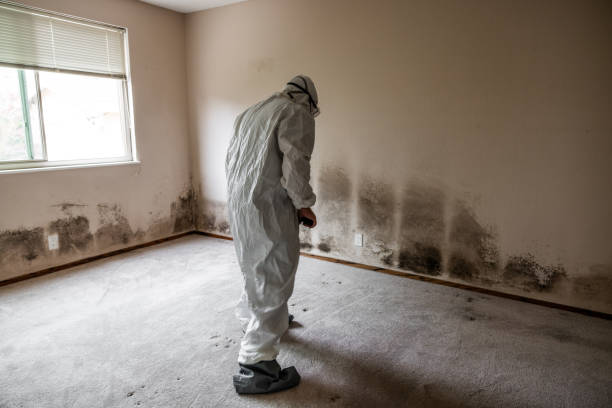 Professional Mold Removal in Utica, IN