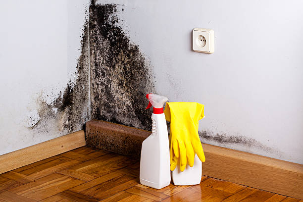 Best Local Mold Removal Service  in Utica, IN