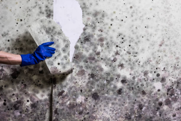 Best Toxic Mold Removal  in Utica, IN