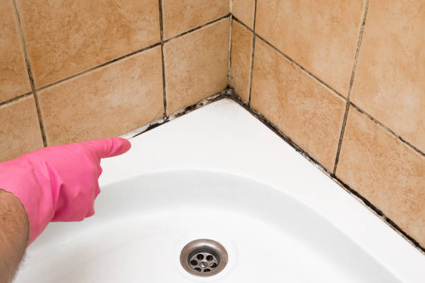 Best Attic Mold Removal  in Utica, IN